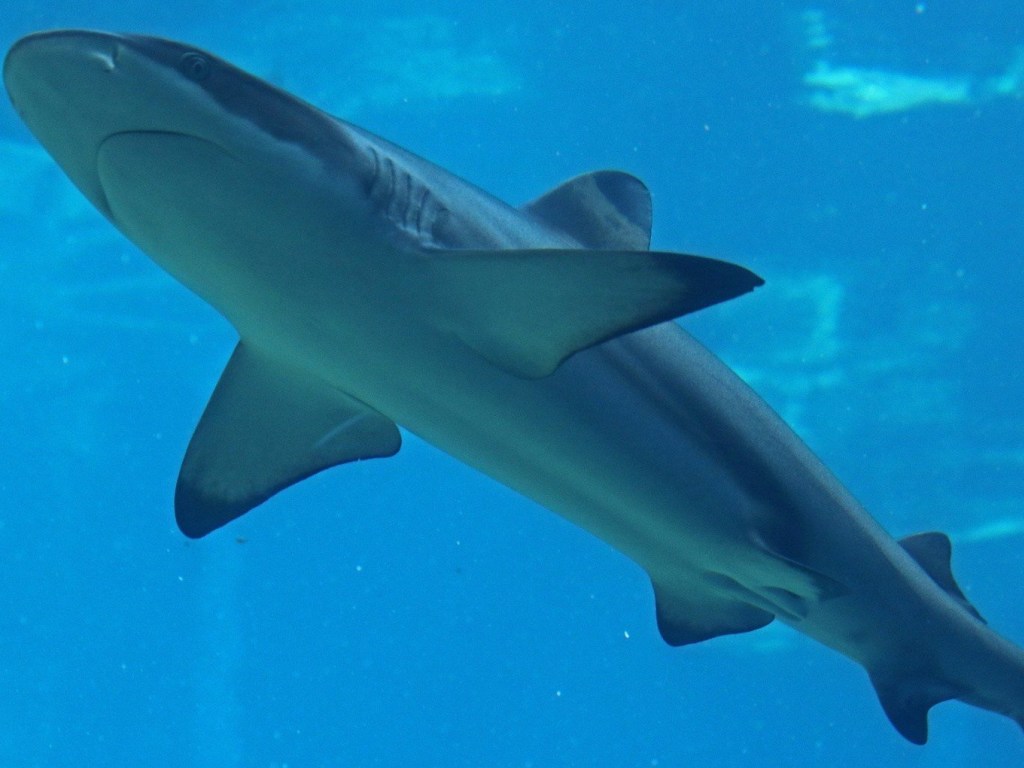 Акула из антверпенского зоопарка растерзала на глазах посетителей своего сородича