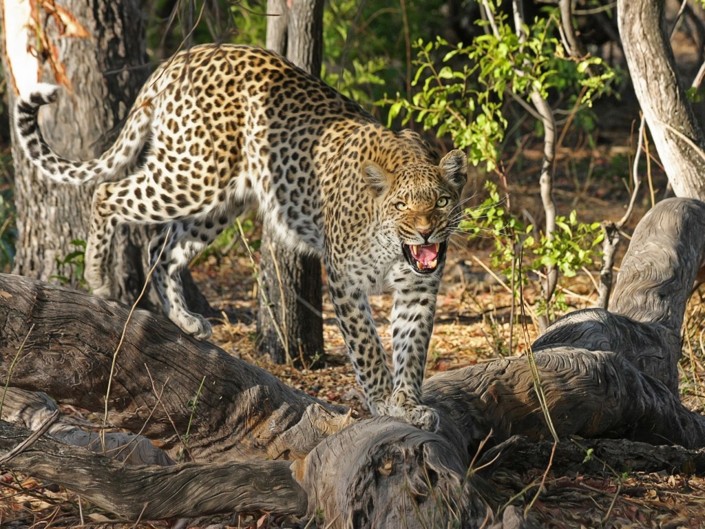 В ЮАР крокодил и леопард дрались из-за еды: появилось видео