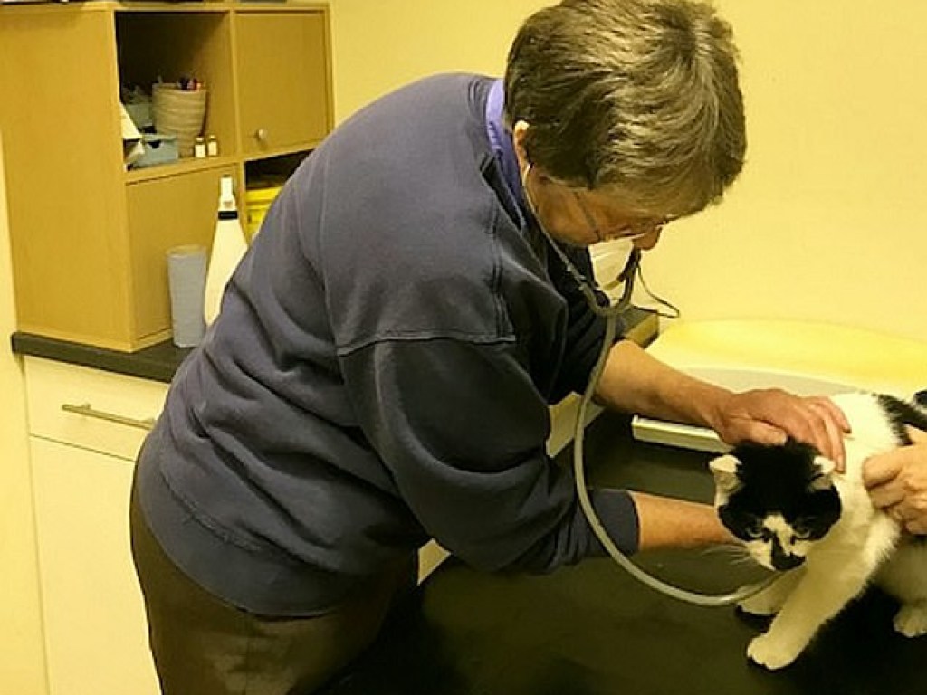 В Великобритании спасли кота, просидевшего неделю в дымоходе (ФОТО)