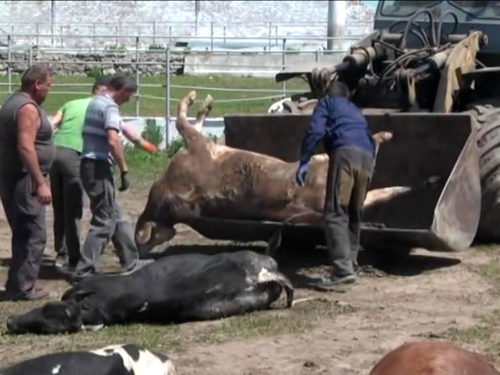 В Хмельницкой области отравили сотню коров (ФОТО, ВИДЕО)