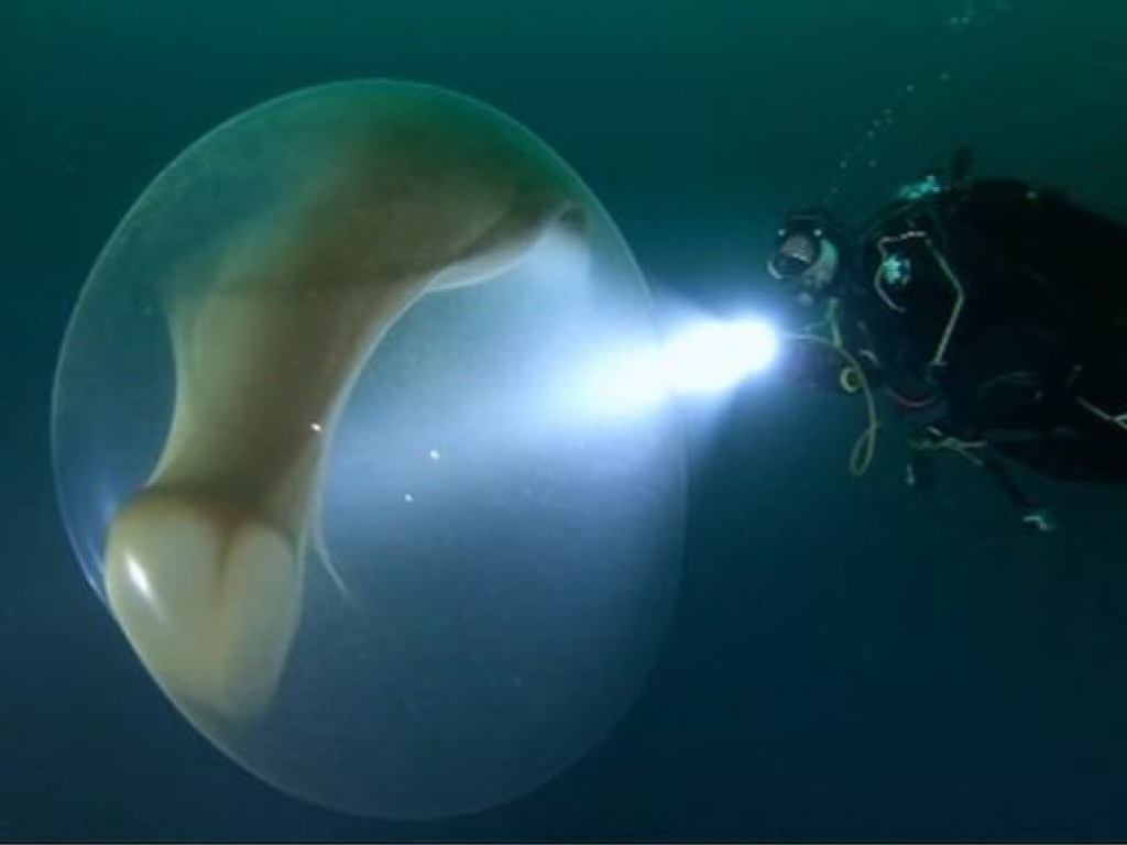 Дети 275-килограммового гиганта: В глубинах океана дайверы заметили гигантское яйцо-кокон (ФОТО, ВИДЕО)