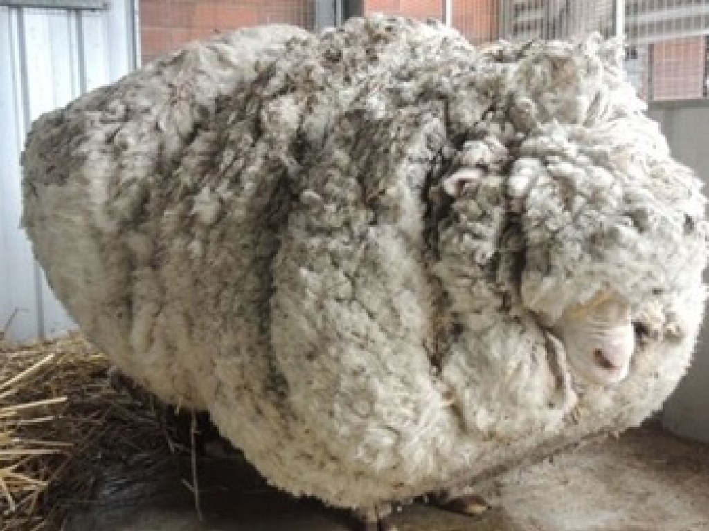 В Австралии скончалась самая известная овца в мире (ФОТО)