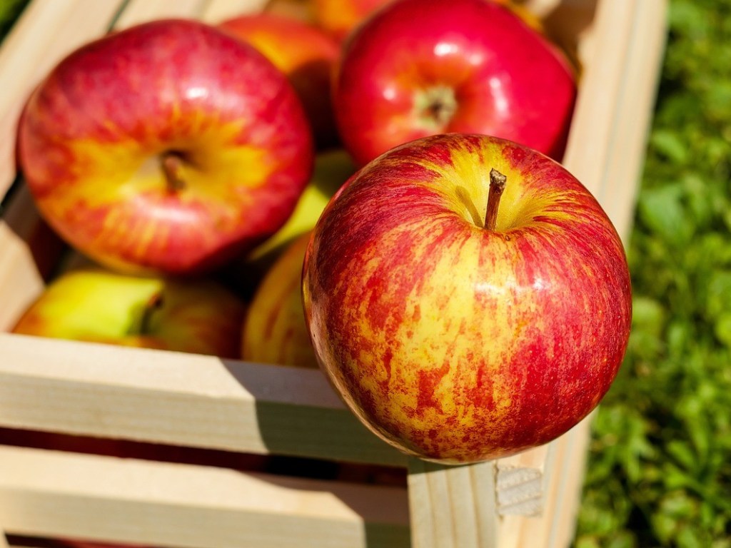 Специалист рассказал, как правильно хранить яблоки, чтобы они не испортились к зиме