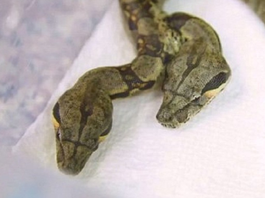 Жуткую змею-мутанта удалось снять на видео китайскому фермеру
