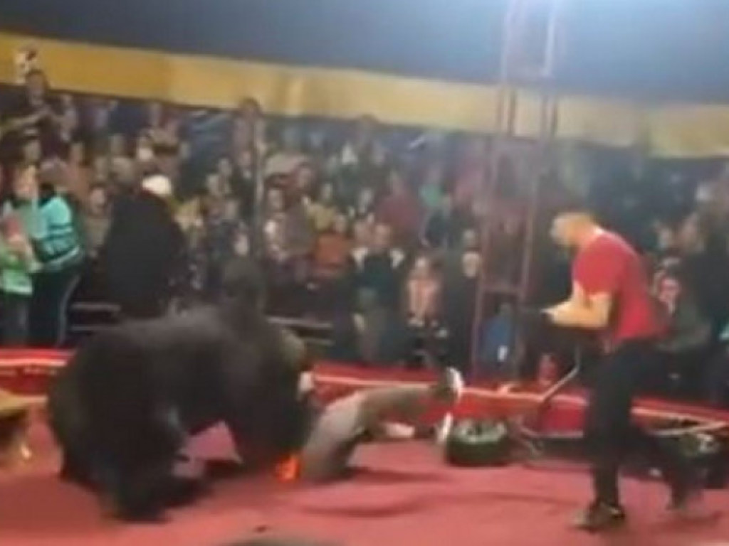 В российском цирке медведь набросился на дрессировщика: зрители в панике покинули шоу (ВИДЕО)