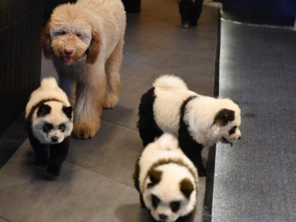 В Китае владелец кафе превратил собак в панд (ФОТО)
