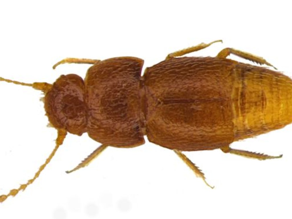 Ученые назвали жука в честь шведской эко-активистки Греты Тунберг (ФОТО)