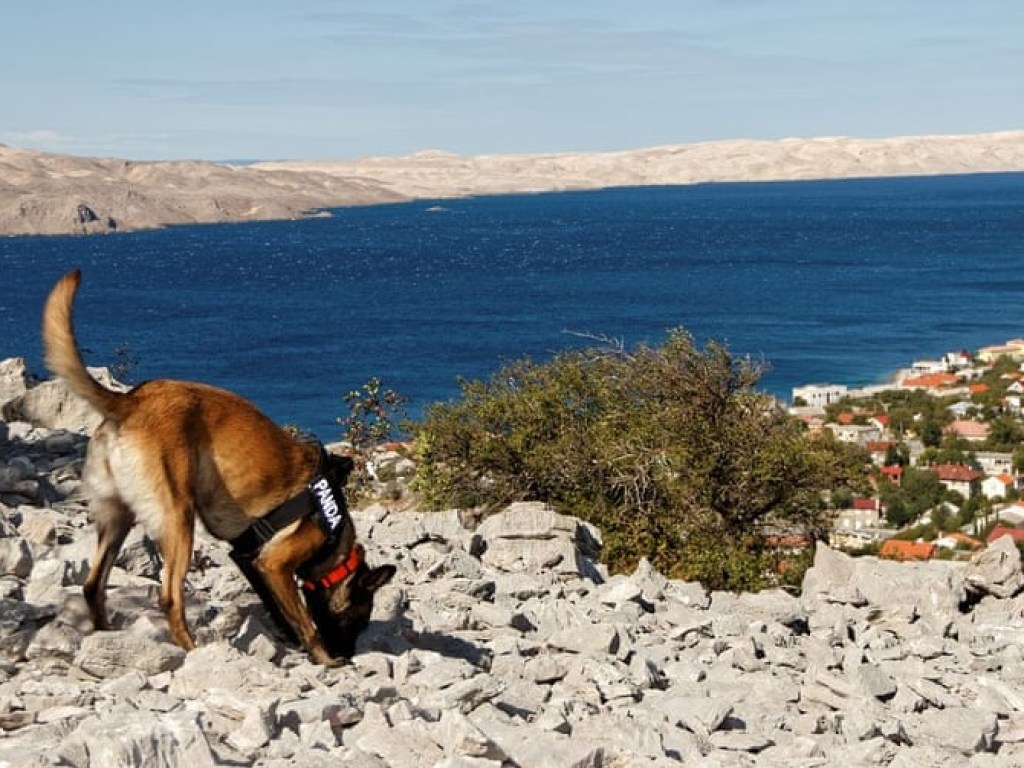 В Хорватии собаки помогли найти археологам захоронения эпохи железного века (ФОТО)