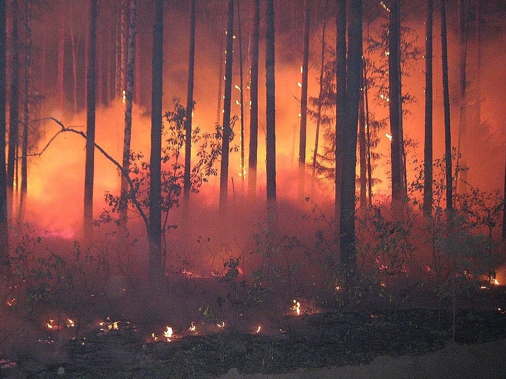 В Мексике на границе с США вспыхнул масштабный лесной пожар, есть погибшие