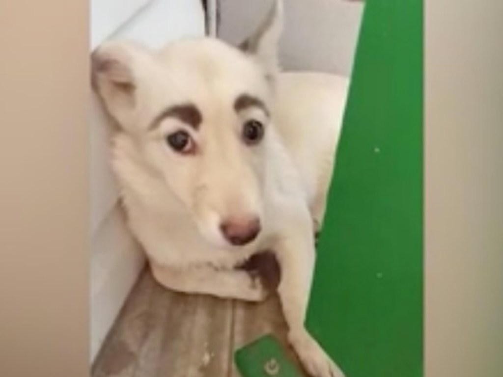 Хит Сети: в РФ обнаружили собаку с выразительными бровями (ФОТО, ВИДЕО)