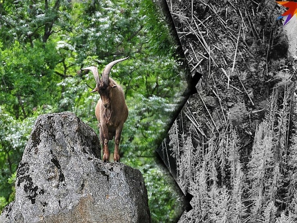 Кладбище мертвых деревьев:  неизвестная бактерия истребляет легендарный заповедник (ФОТО)