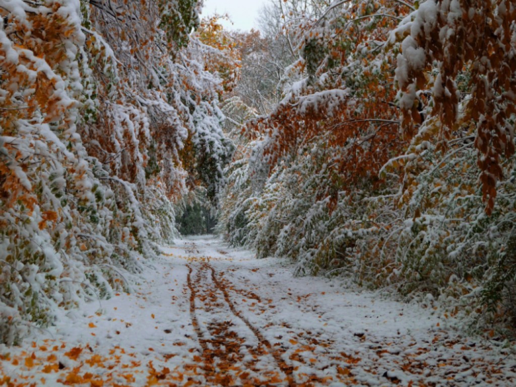 Снег, морозы: народный синоптик предупредил украинцев об экстремальных погодных условиях в ноябре