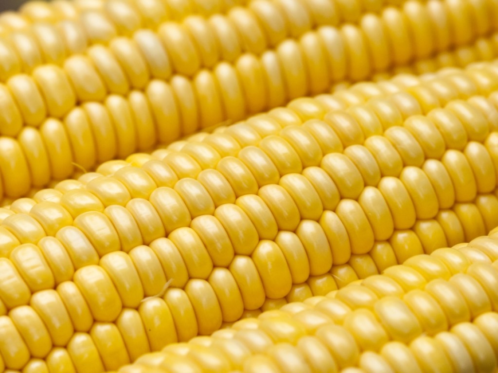 Жуткая смерть: В Ивано-Франковской области мужчин насмерть привалило тоннами кукурузы