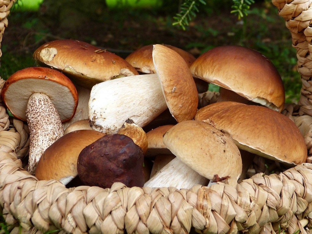 На Херсонщине пять человек отравились грибами
