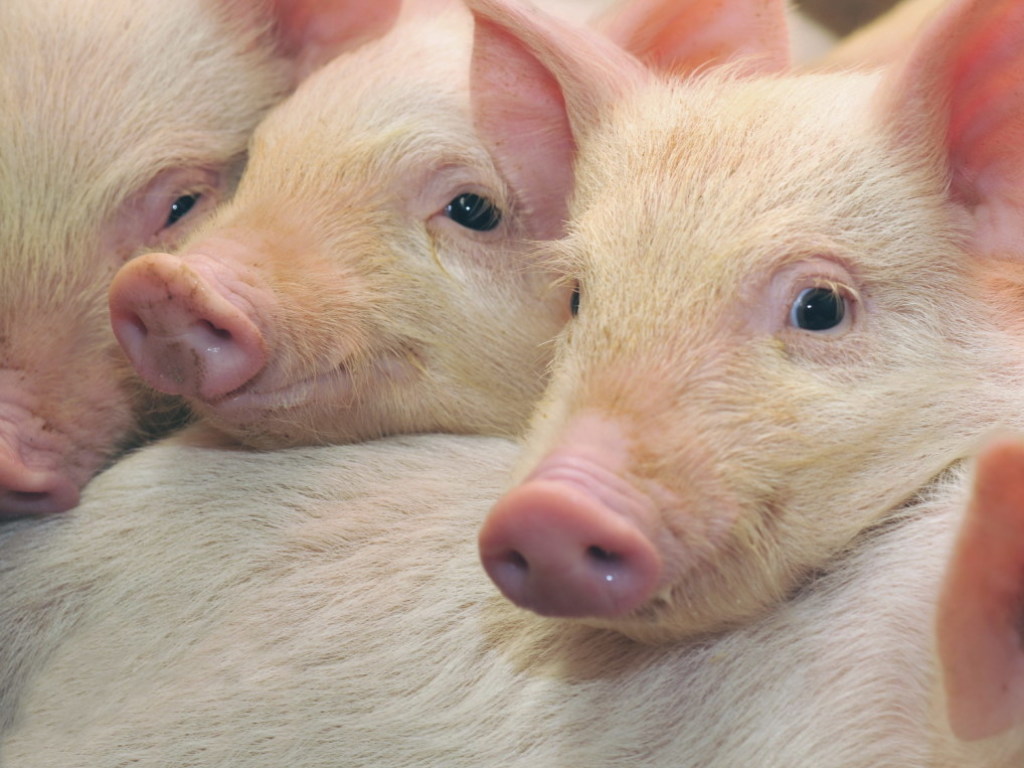 Животноводы просят отменить налог на поголовье свиней
