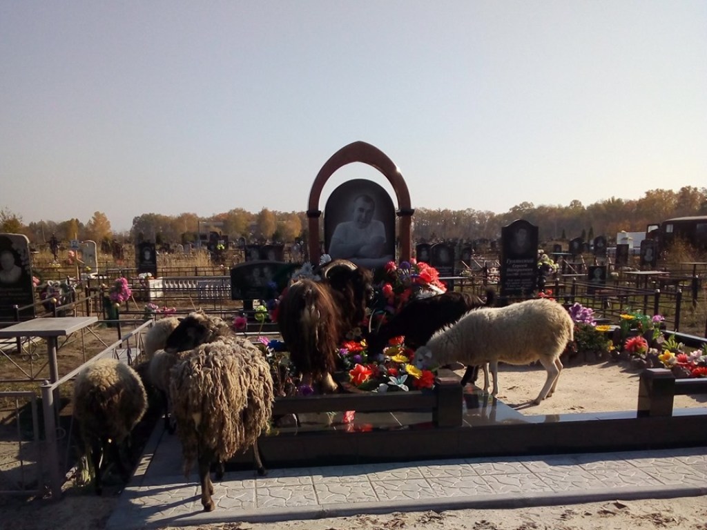 На кладбище в Чугуеве паслись бараны (ФОТО)