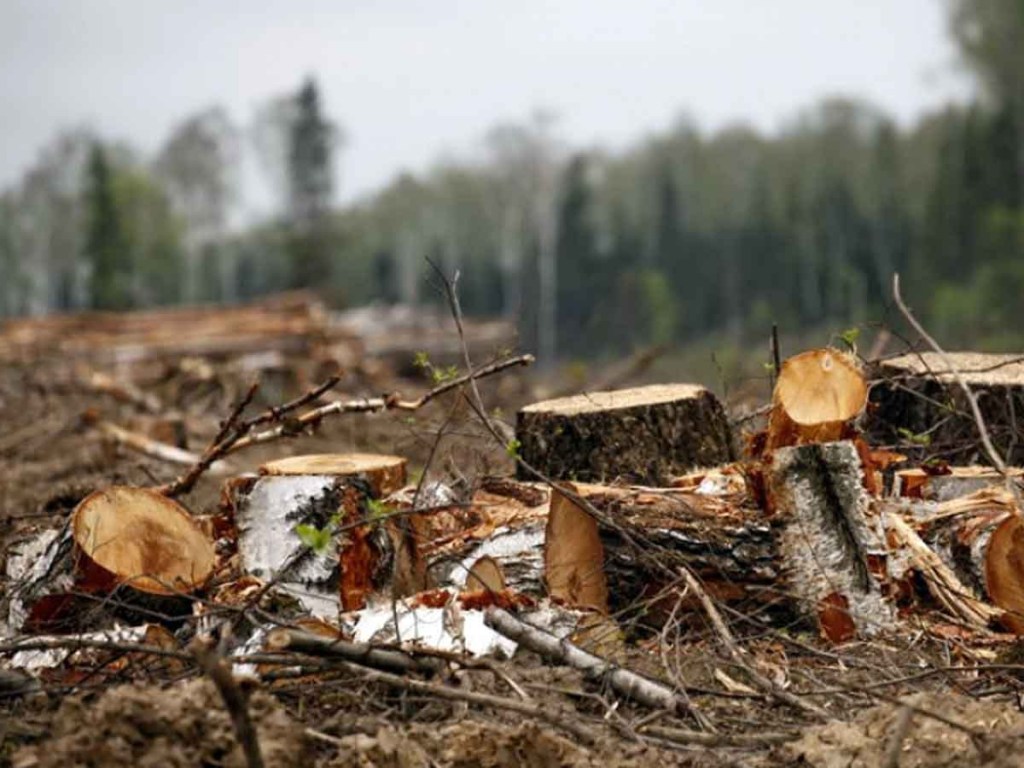 Рада запретила вырубку леса на склонах Карпат