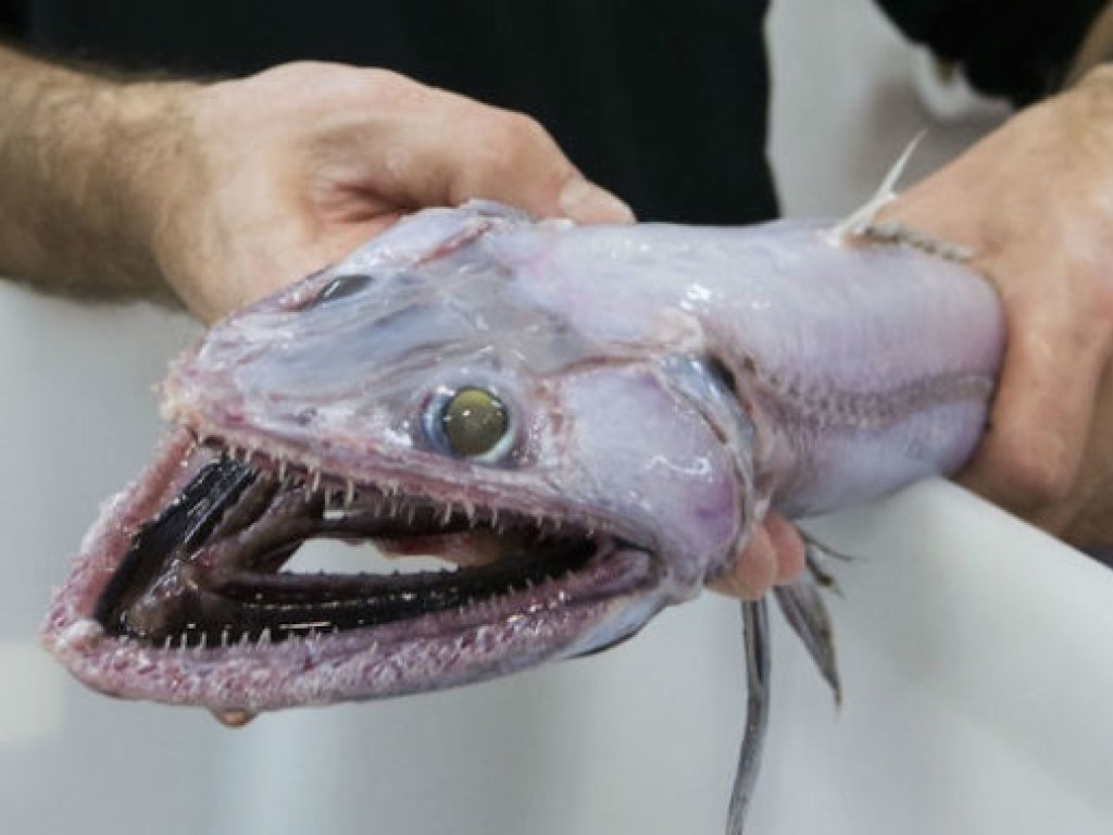 Австралийский рыбак поймал рыбу, неизвестного науке вида (ФОТО)