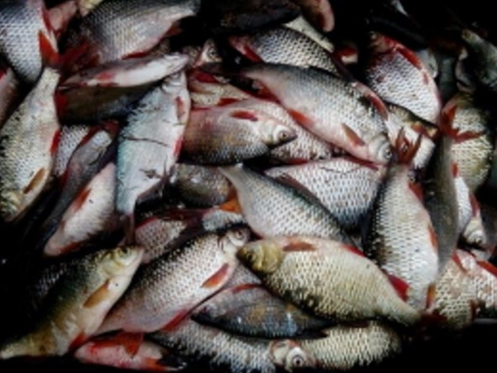 В Одесской области задержали браконьера с шестью сетками для незаконной рыбалки