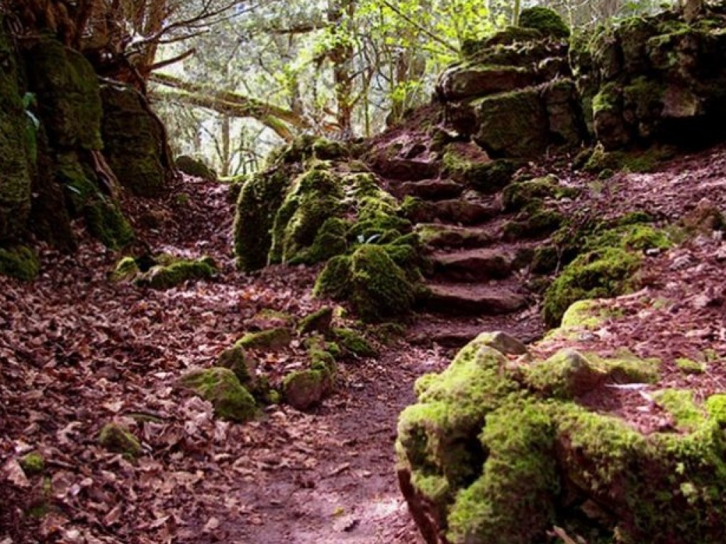 В старинном лесу Англии нашли таинственный каменный круг (ФОТО)