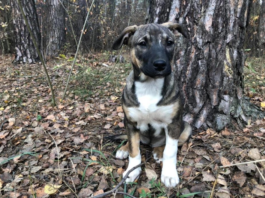 В лесу возле Броваров нашли мешок со щенками (ФОТО, ВИДЕО)