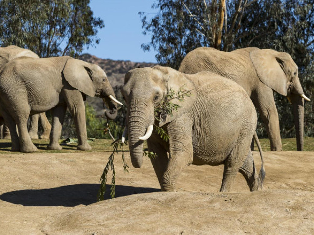 Ученые обнаружили у слонов признаки менопаузы