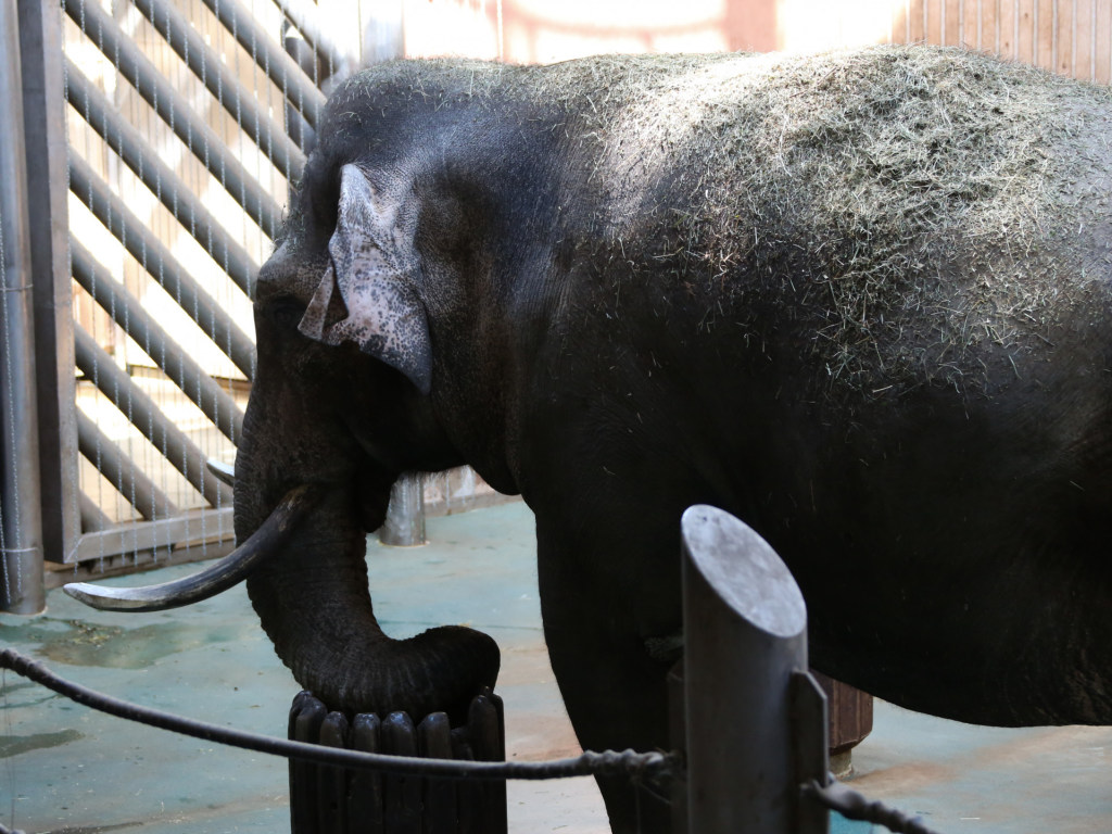 Слон, перевозивший туристов в Шри-Ланке, умер от переутомления