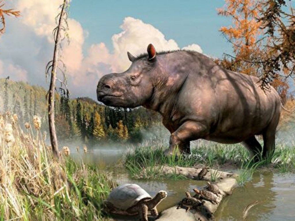 Носороги, черепахи и щуки: ученые идентифицировали кости древних животных, обитавших в канадской Арктике