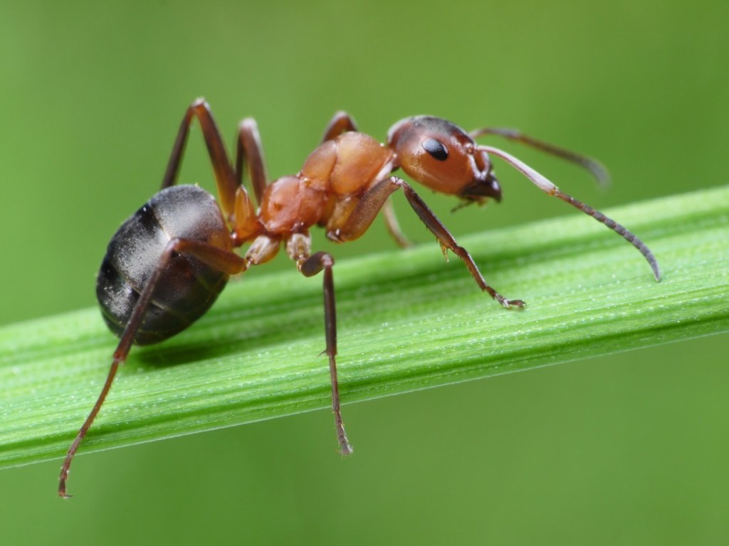 На Земле массово вымирают насекомые &#8212; ученые