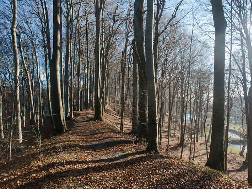 Личность не установлена: В лесу в Черновицкой области нашли человеческий скелет