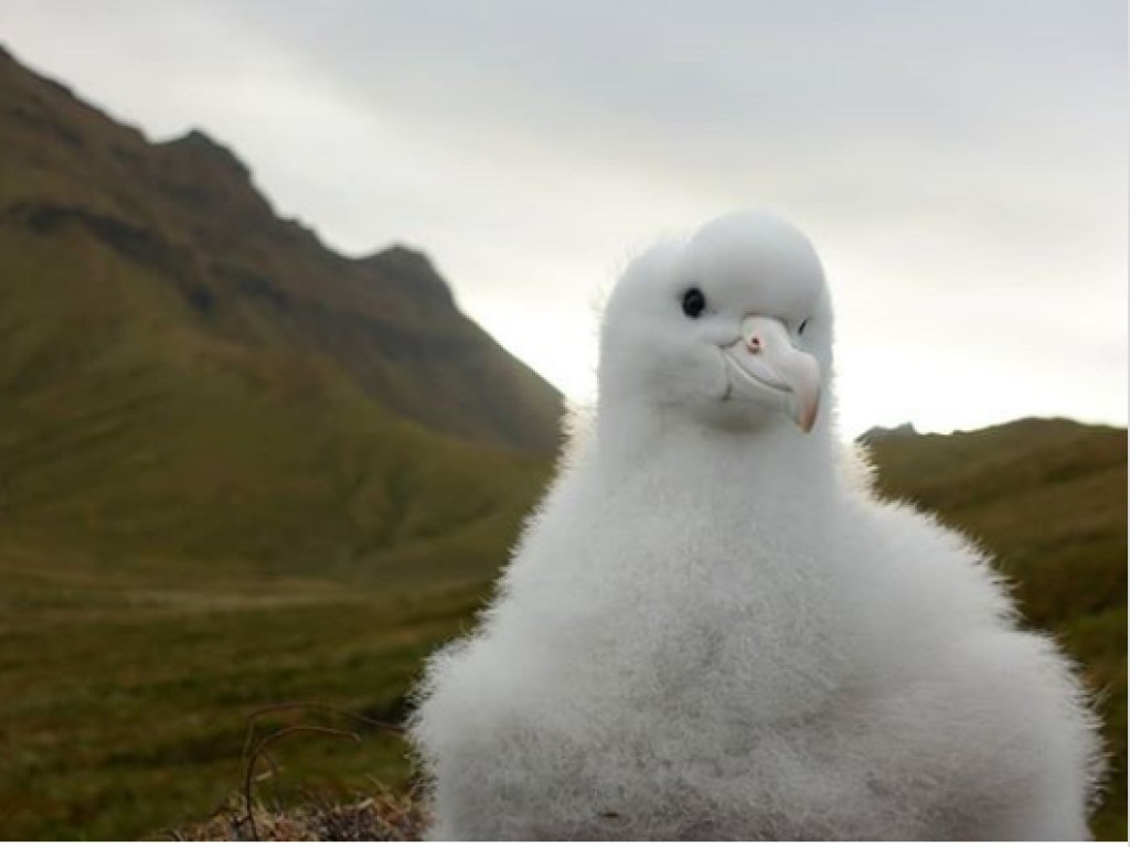 Гигантские мыши  на острове Гоф истребляют альбатросов (ФОТО)