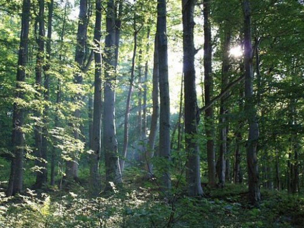 Искали полгода: в Черкасской области в лесу нашли останки мужчины