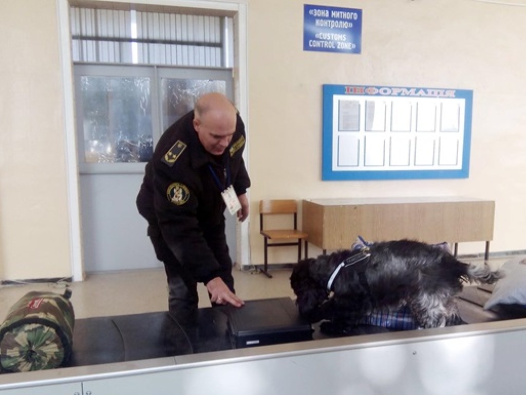 В запорожском аэропорту служебный пес нашел в чемодане 13 тысяч неучтенных долларов (ФОТО)