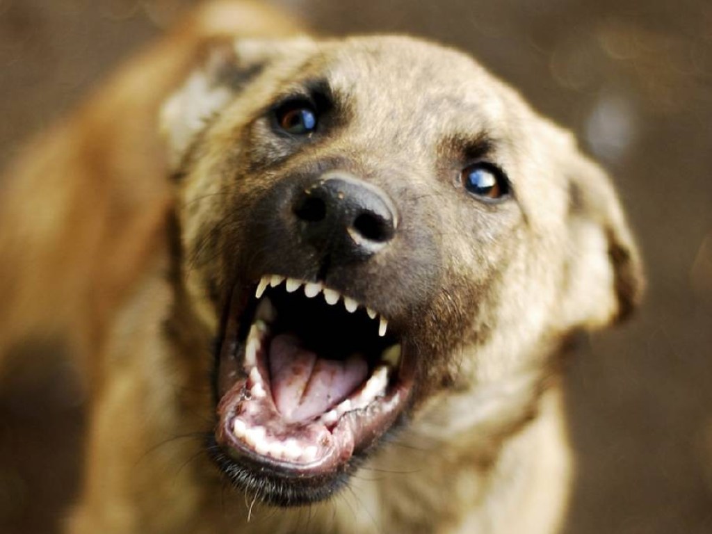 Женщина скончалась в больнице: в Харьковской области собака покусала пенсионерку