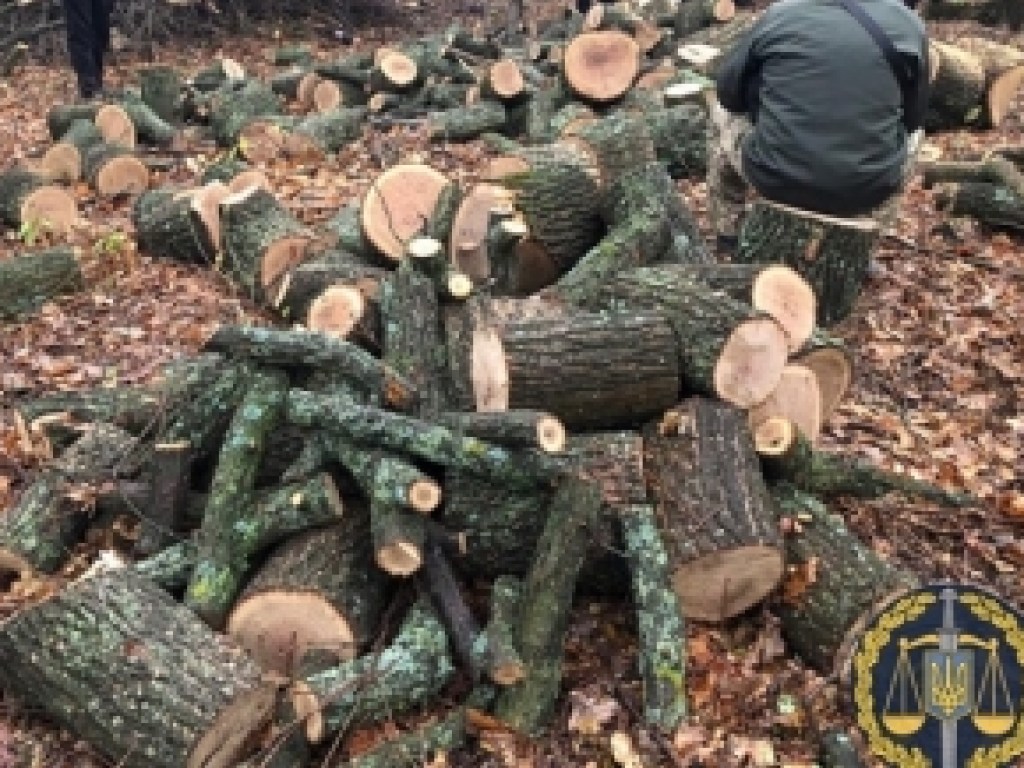 Под Харьковом банда занимался незаконной масштабной вырубкой леса (ФОТО)