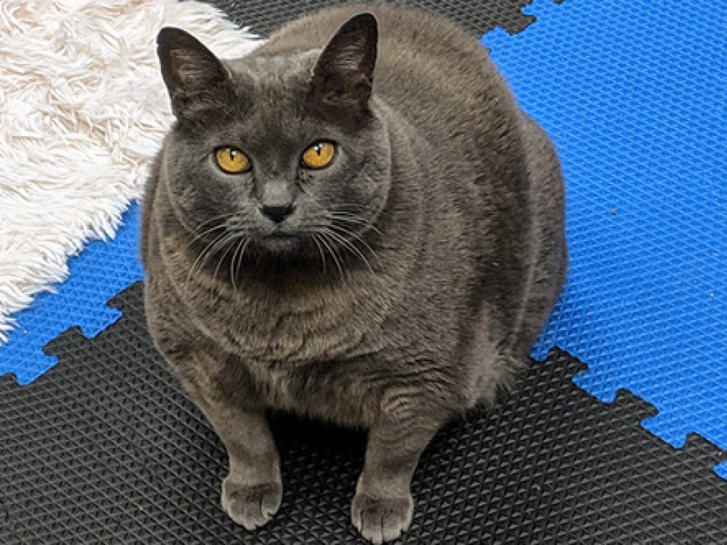 Срочное похудение: толстая кошка не пришла в восторг от тренажеров (ФОТО)