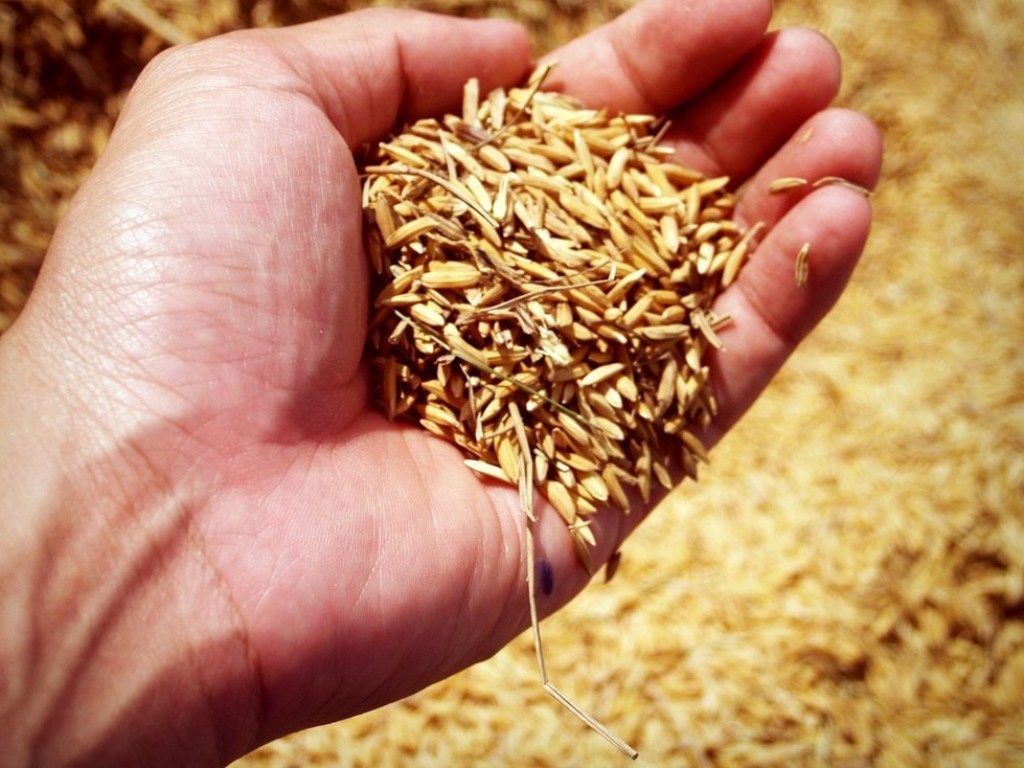 Украина может увеличить экспорт зерновых еще на 10 миллионов тонн &#8212; эксперт