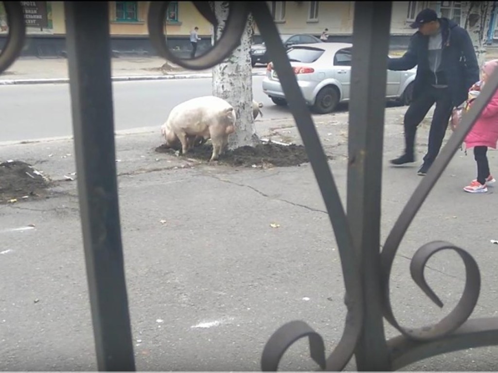 Искали еду: по улицам Кременчуга бегали свиньи (ВИДЕО)