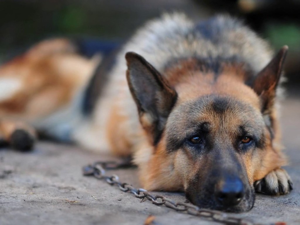 Жительницу Харьковской области  загрызла ее домашняя собака: стали известны жуткие подробности ЧП (ВИДЕО)
