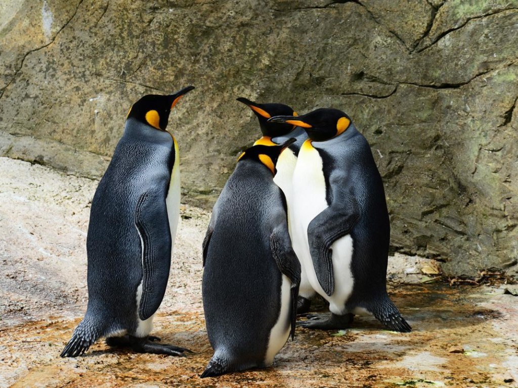 В Африке заметили Королевских пингвинов