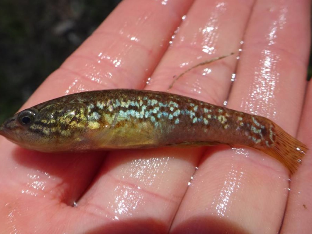 В Австралии неожиданно нашли редчайшую рыбу (ФОТО)