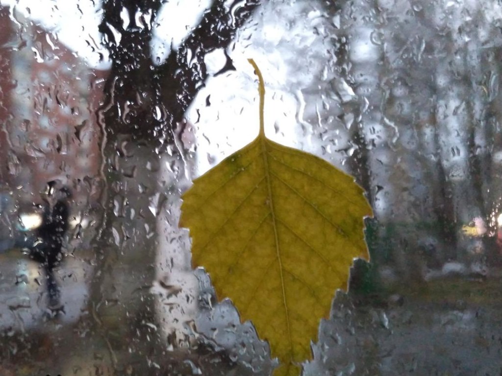 Синоптик: Понедельник принесет дожди на запад, север и в центр Украины (КАРТА)