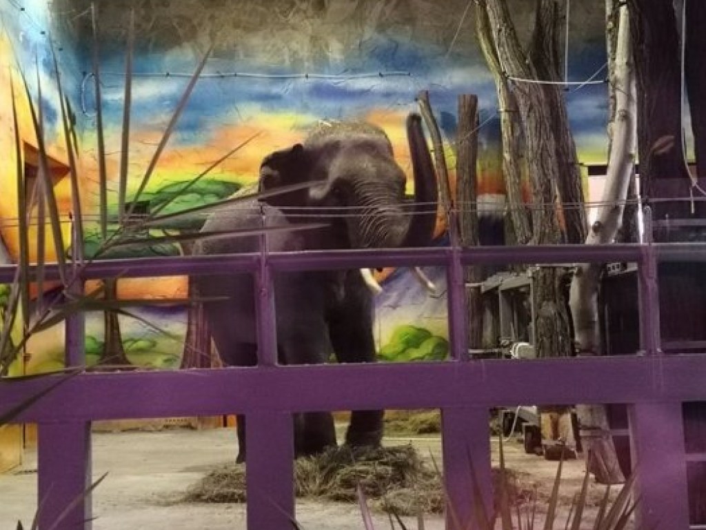 Из Европы в Николаевский зоопарк привезли слонов (ФОТО)