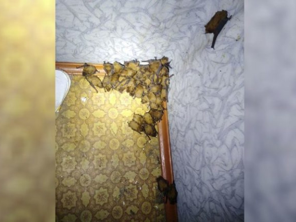 В столичной квартире поселились 120 летучих мышей (ФОТО)