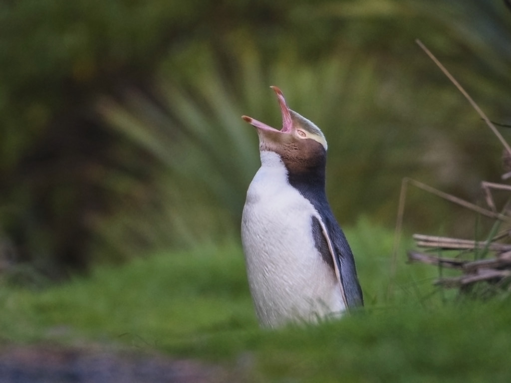Желтоглазый пингвин «Хойхо» назван главной птицей года