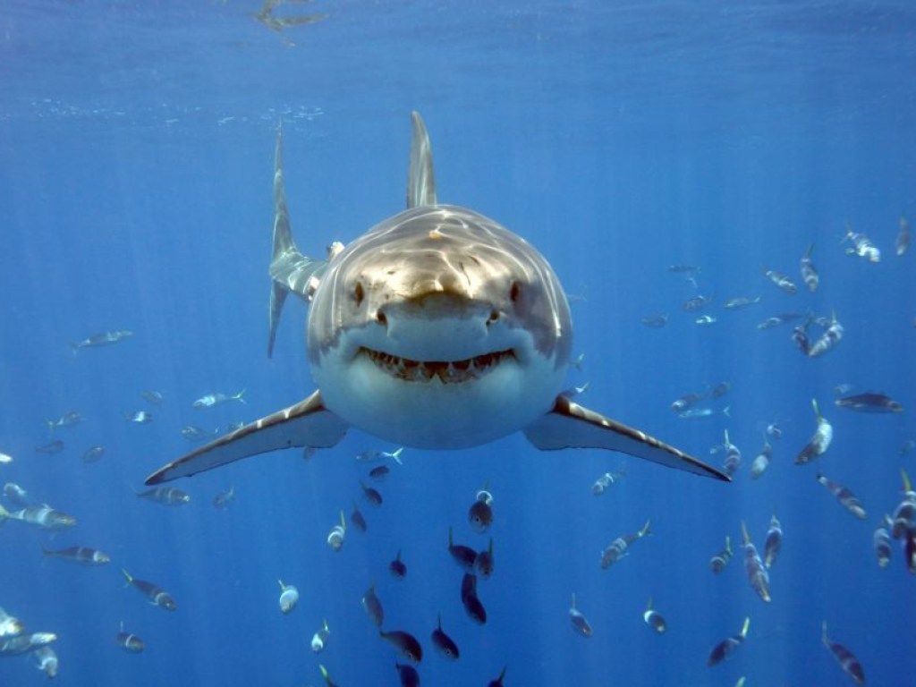 «Шотландца опознали по обручальному кольцу»: Руку пропавшего туриста нашли в желудке акулы