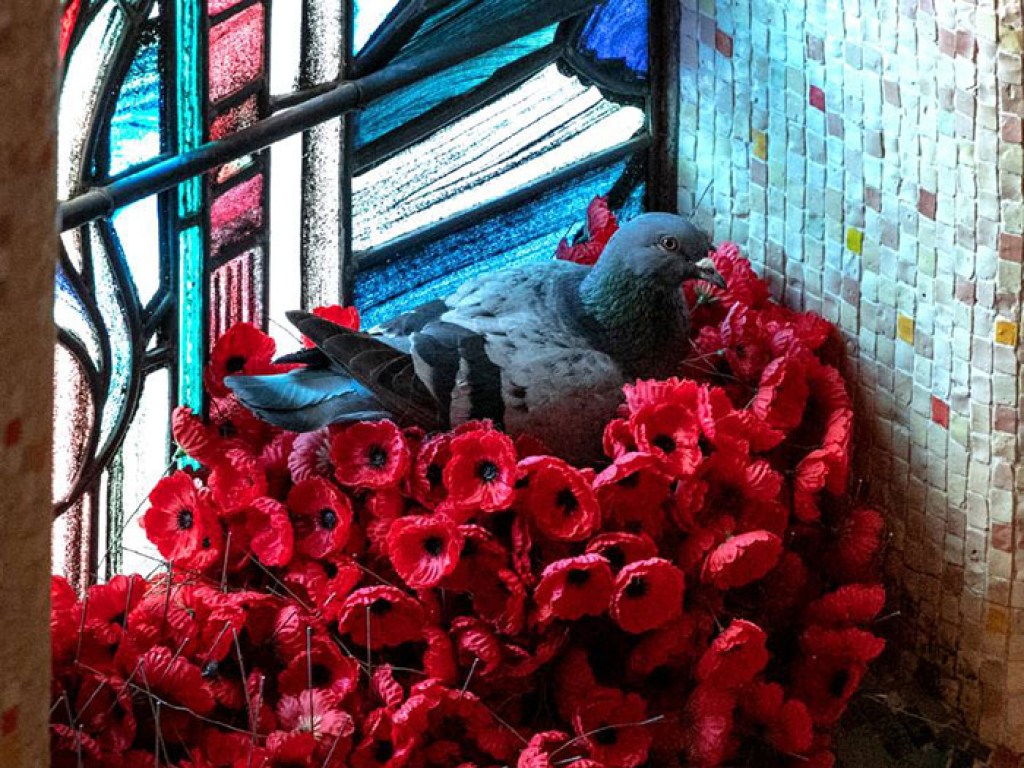 В Австралии голубь забирал маки с могилы солдата, чтобы свить гнездо в мемориале (ФОТО)