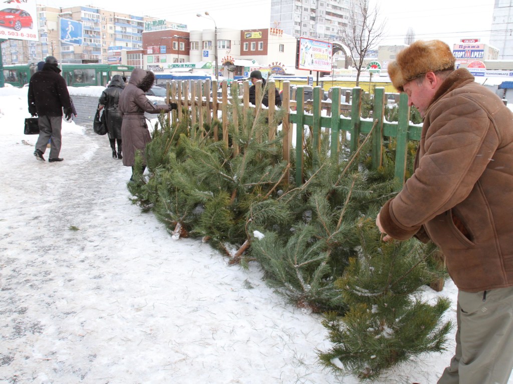 Стало известно, почем в этом году будут продавать новогодние елки в Украине