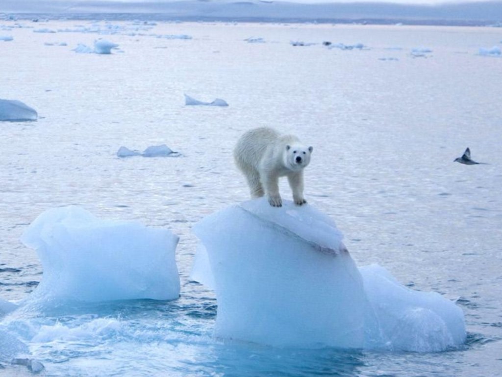 Катастрофическое таяние ледяного покрова Арктики:  исчезнут белые медведи и моржи  (ВИДЕО)