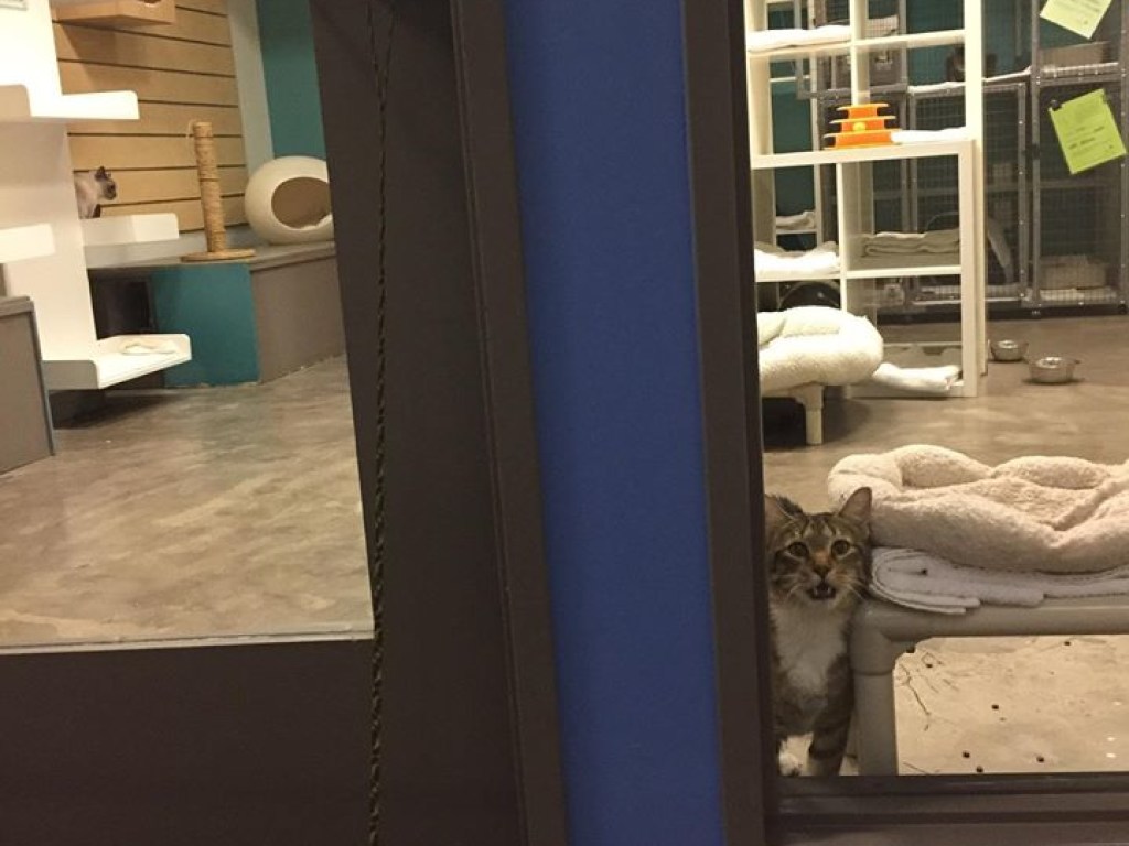 «Звезда Сети»: в США кота-хулигана изолировали в приюте от собратьев (ФОТО)